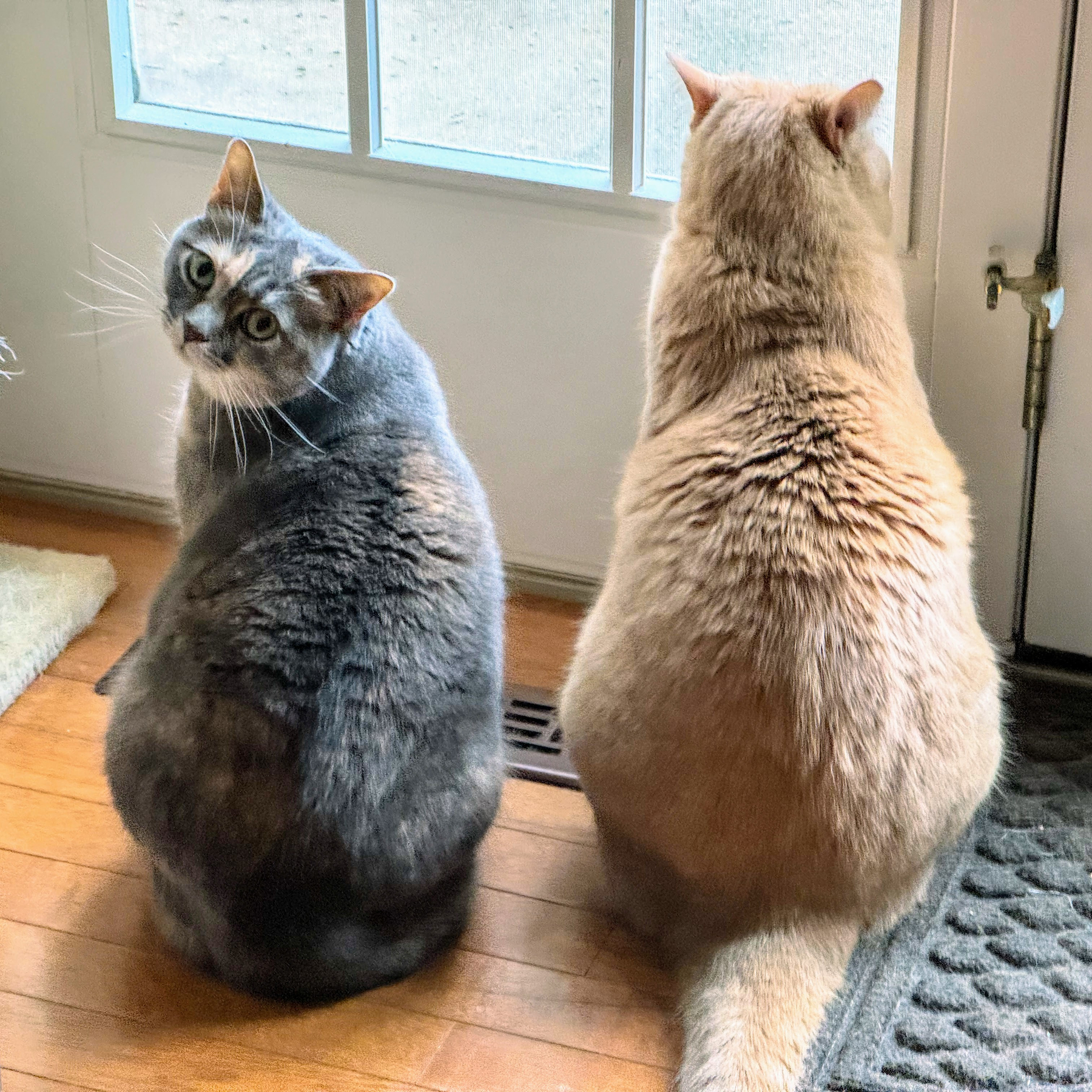 Two cats, one diluted tortie and one beige, are sitting side by side facing a glass door, with the tortie looking back toward the camera.